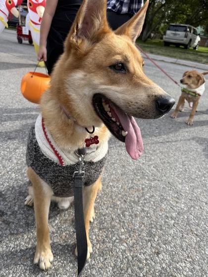 Enlarge Tomo, a ADOPTABLE mixed breed in Hamilton, MT image 2/4