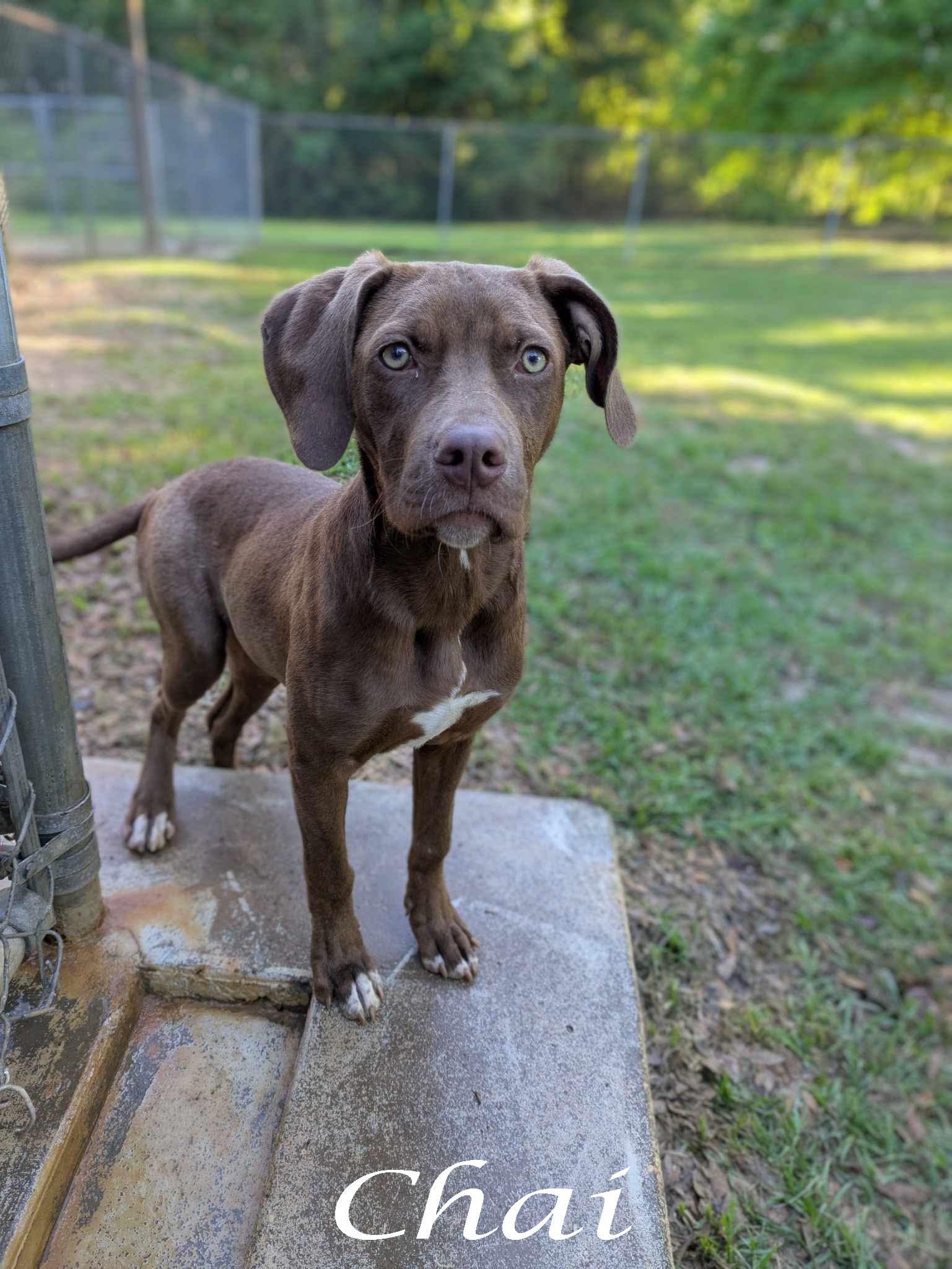 Chai, a Adoptable mixed breed in Ozark, AL image 1/5