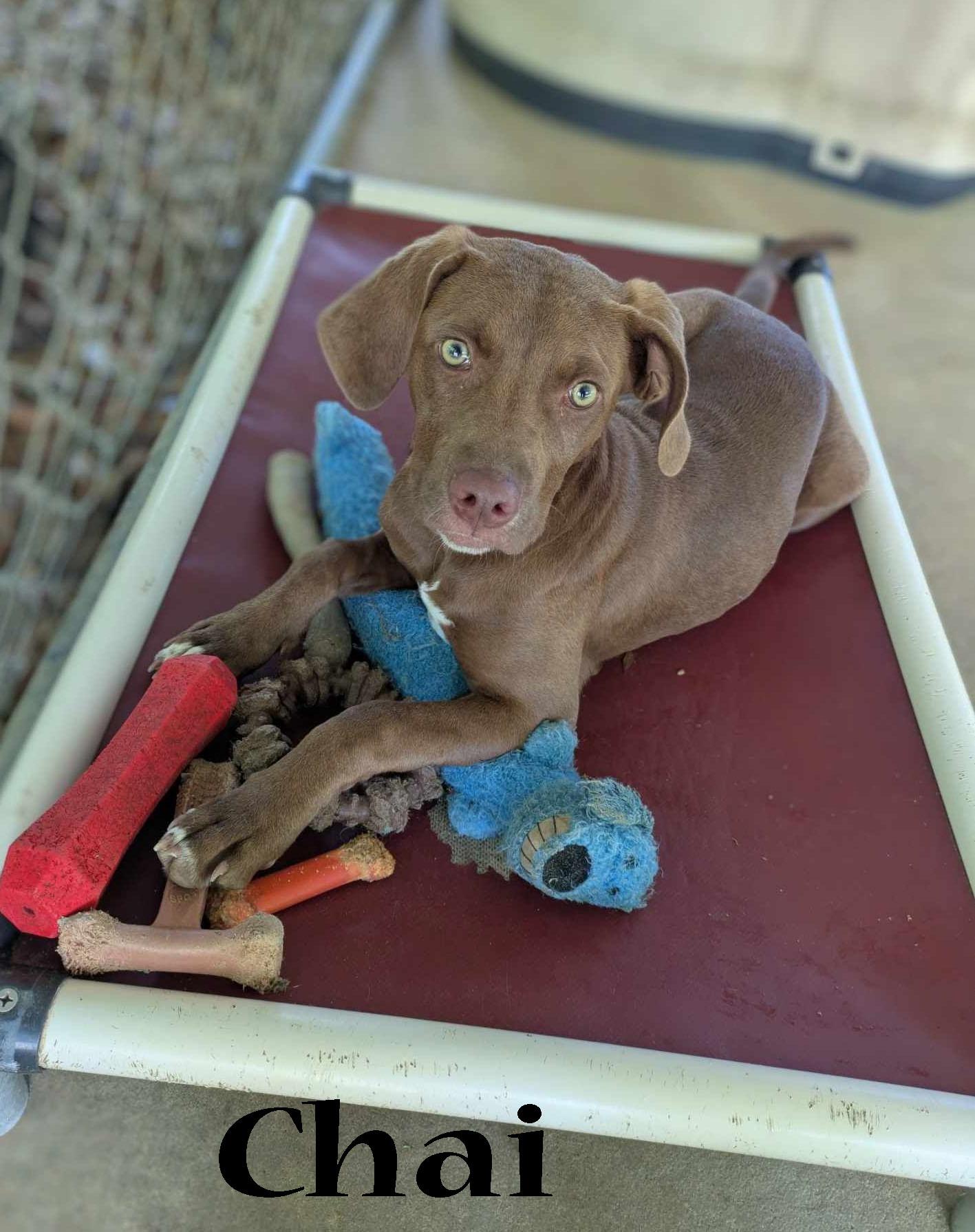 Chai, a Adoptable mixed breed in Ozark, AL image 2/5