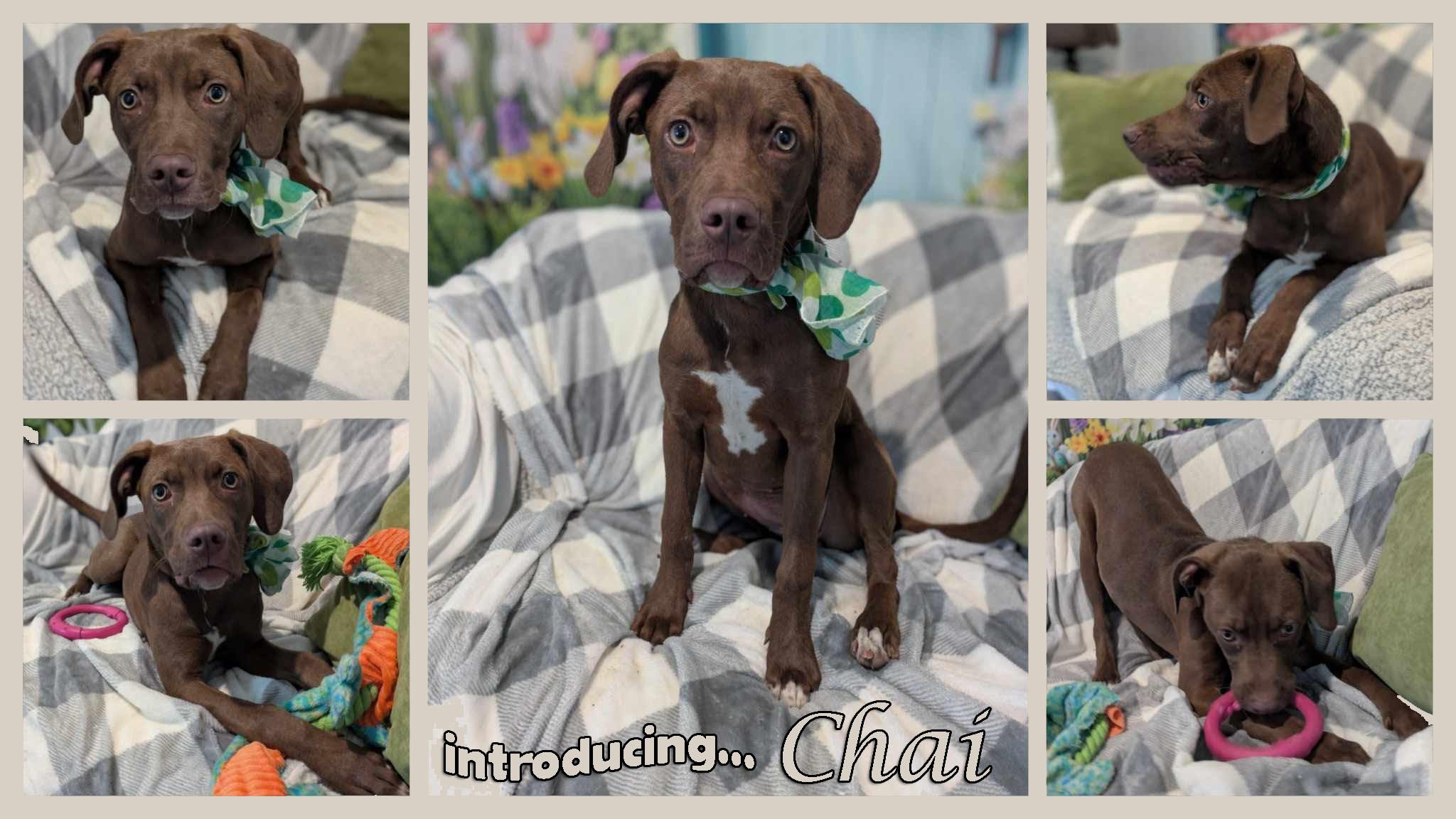 Chai, a Adoptable mixed breed in Ozark, AL image 3/5