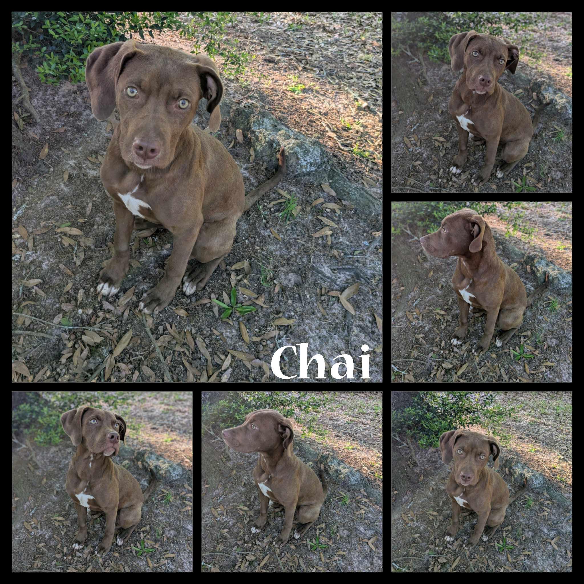 Chai, a Adoptable mixed breed in Ozark, AL image 4/5