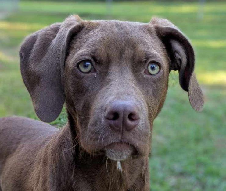 Chai, a Adoptable mixed breed in Ozark, AL image 5/5