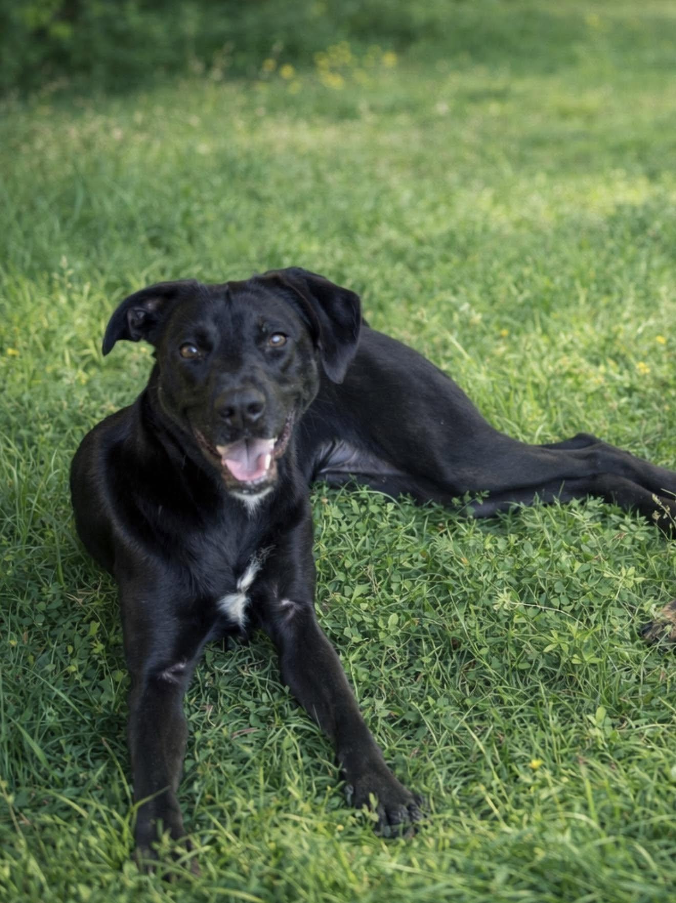 Starla, a Adoptable Black Labrador Retriever in Jacksonville, TX image 1/2