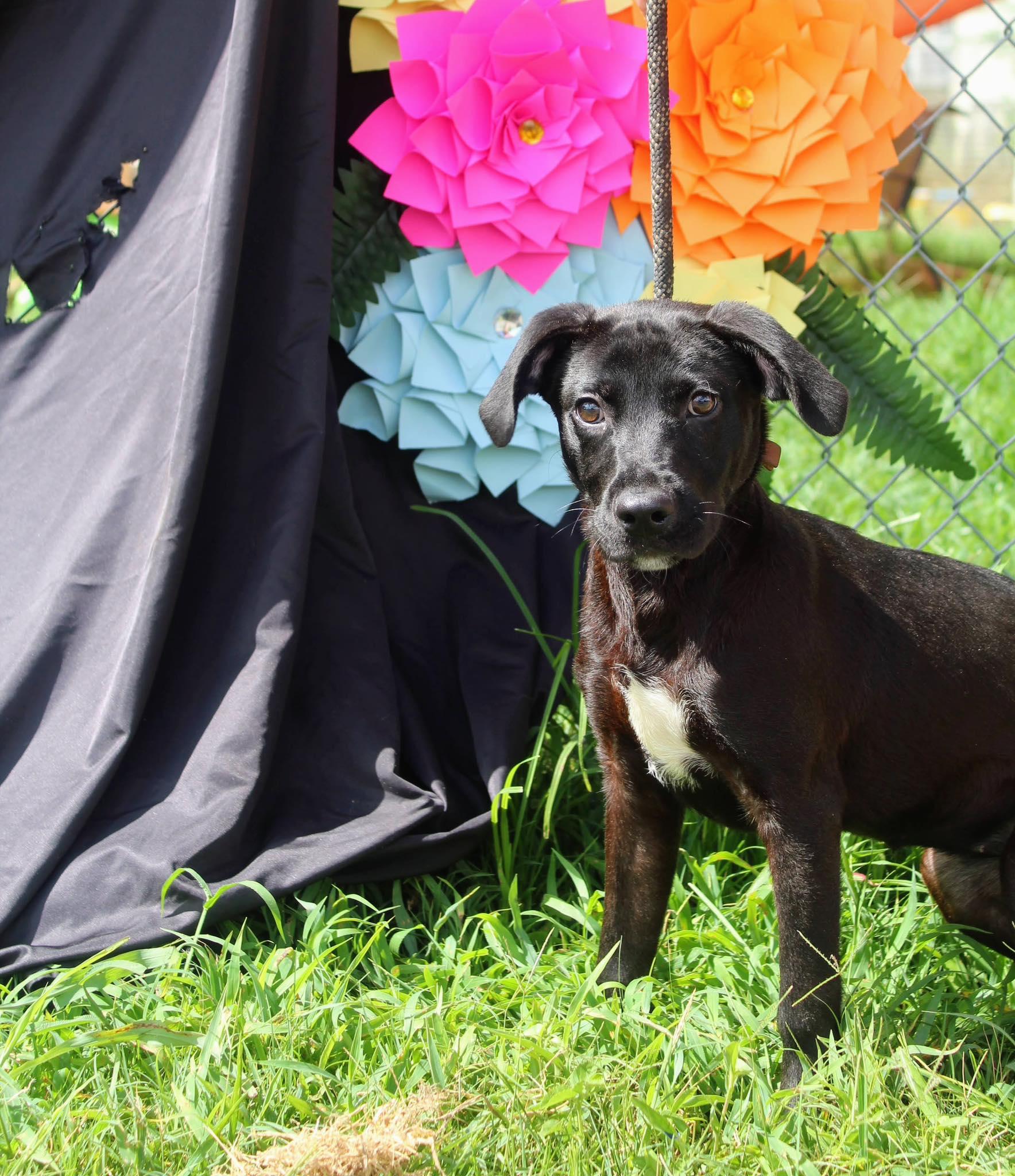 Starla, Adoptable, Young Female Black Labrador Retriever.