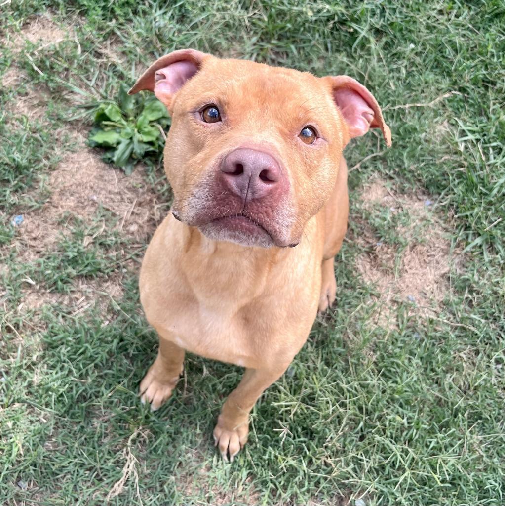 Chex Mix, Adoptable, Adult Male Pit Bull Terrier.