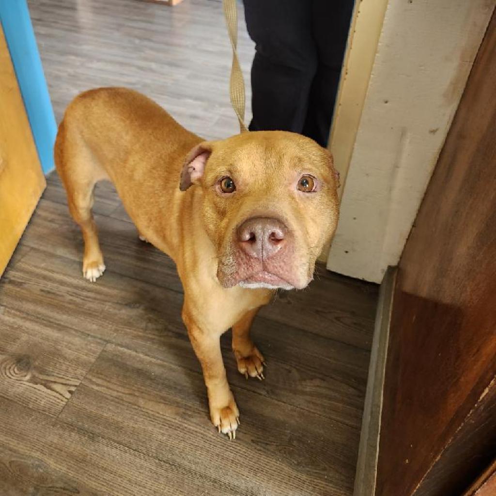 Enlarge Chex Mix, a Adoptable mixed breed in Danville, KY image 2/6