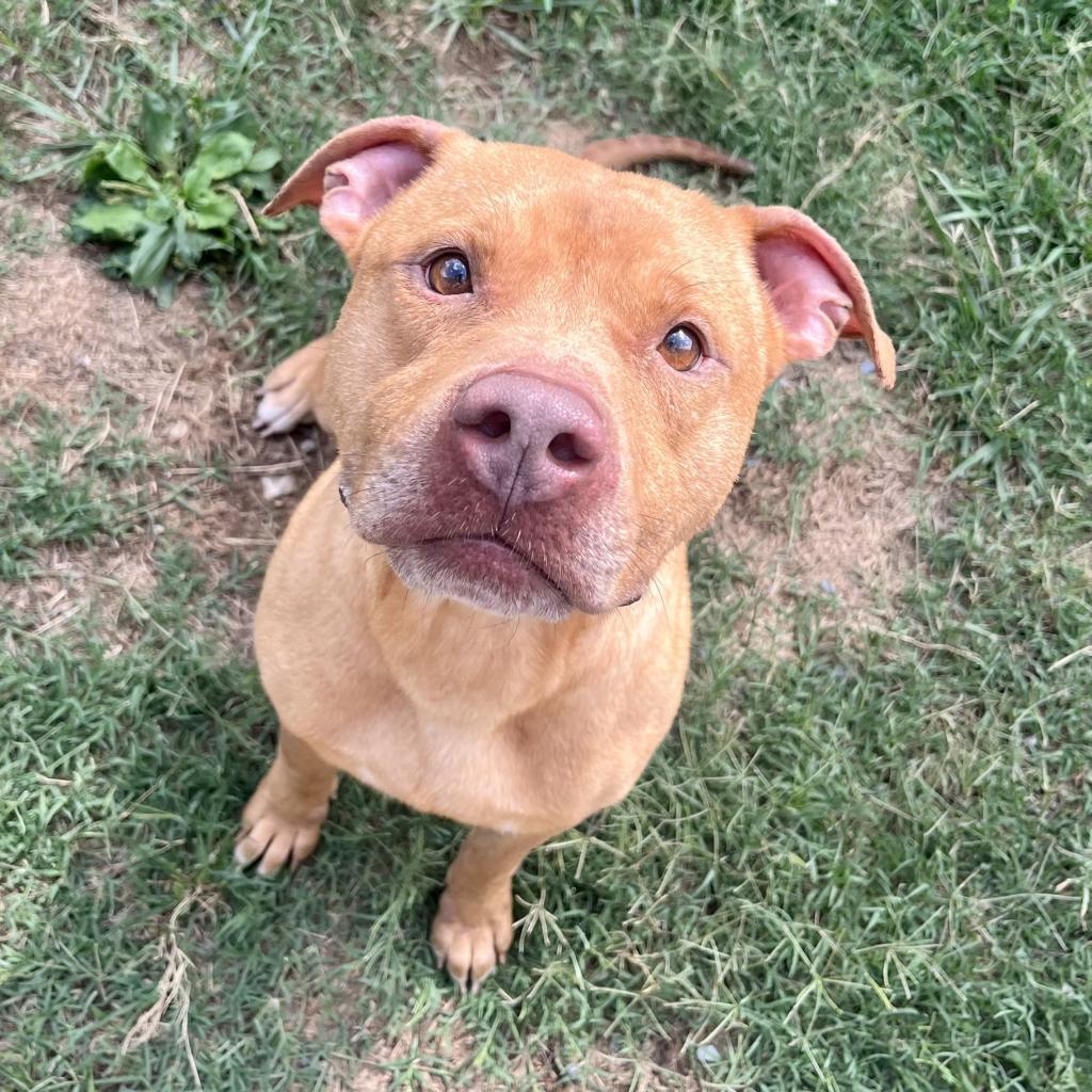 Enlarge Chex Mix, a Adoptable mixed breed in Danville, KY image 3/6