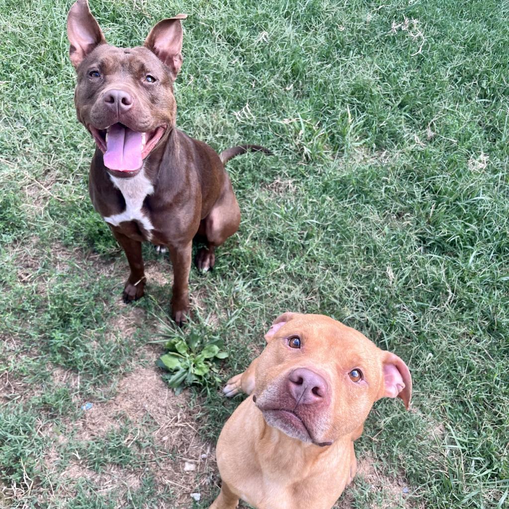 Enlarge Chex Mix, a Adoptable mixed breed in Danville, KY image 4/6