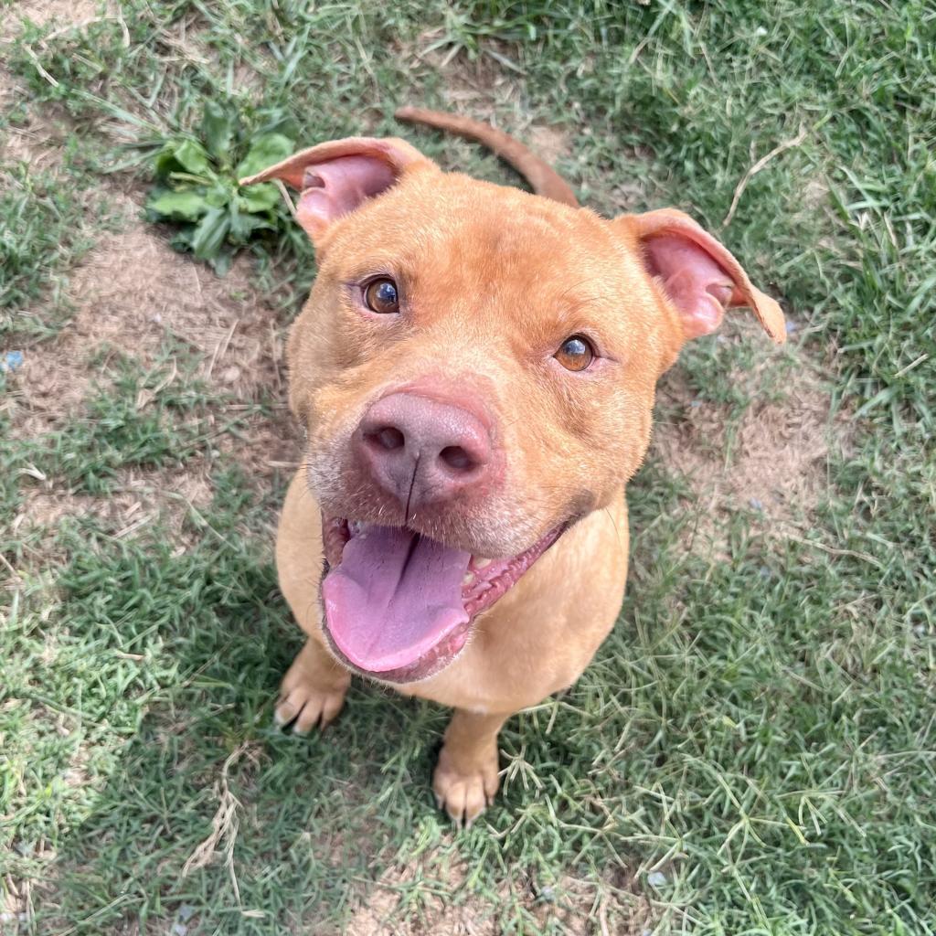 Enlarge Chex Mix, a Adoptable mixed breed in Danville, KY image 5/6