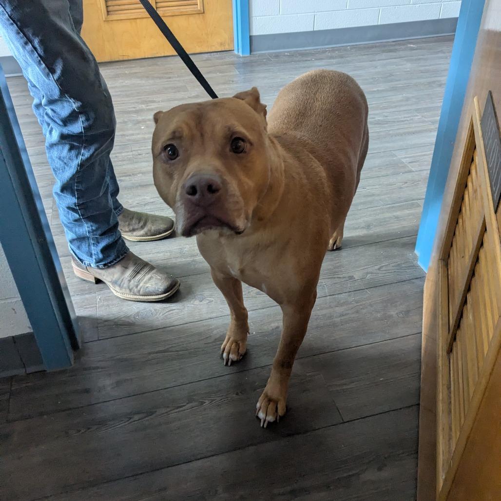 Enlarge Chex Mix, a Adoptable mixed breed in Danville, KY image 6/6