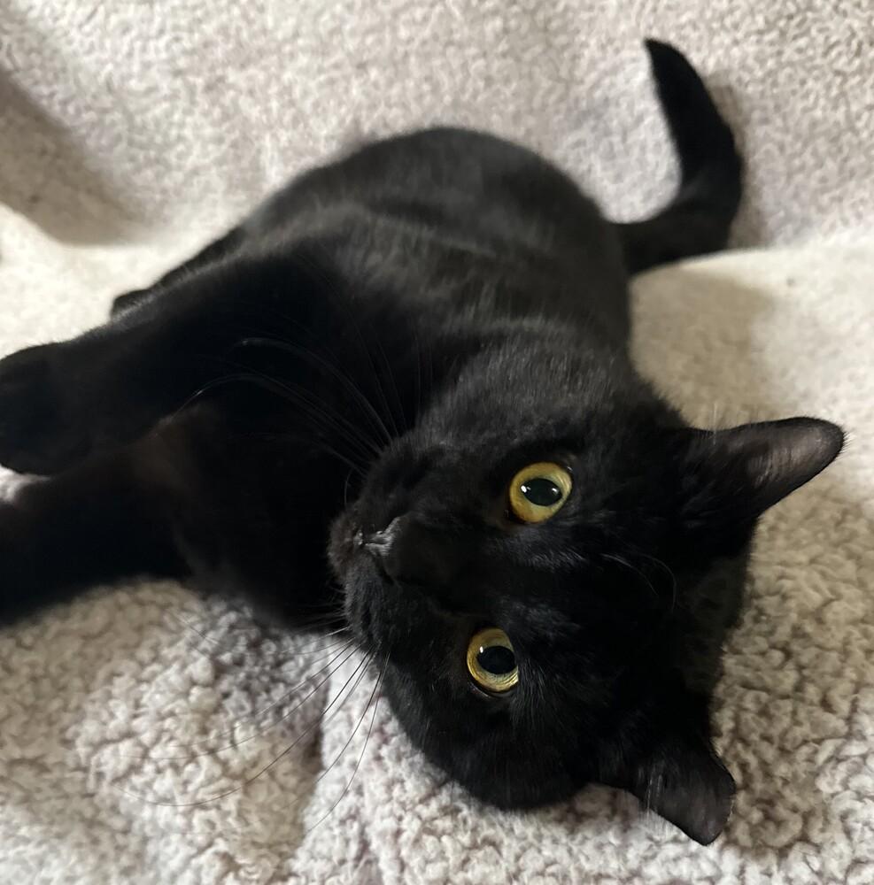 Hank (25-228 C), Adoptable, Adult Male Domestic Short Hair.