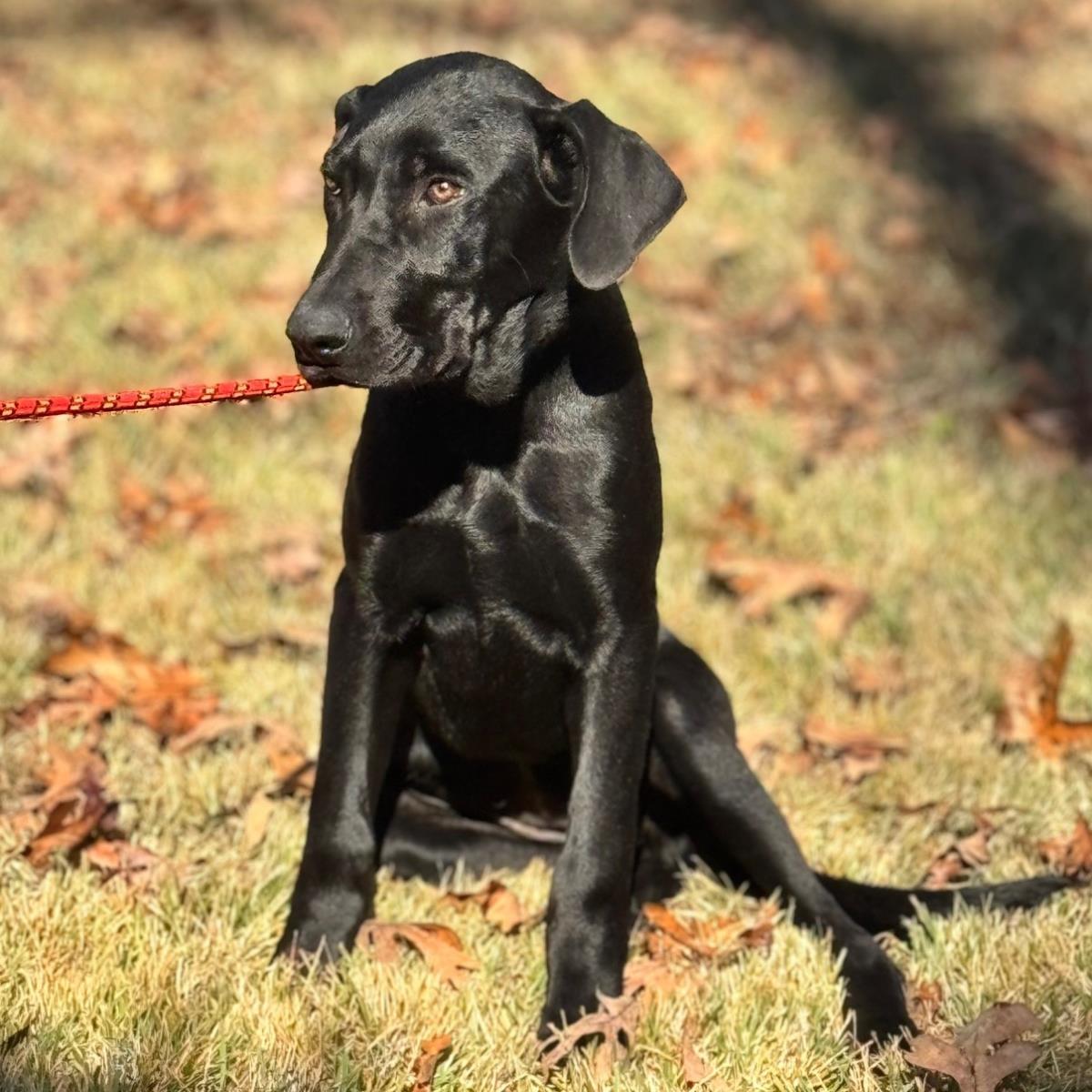 Enlarge Ivy, a Adoptable mixed breed in Locust Fork, AL image 1/3