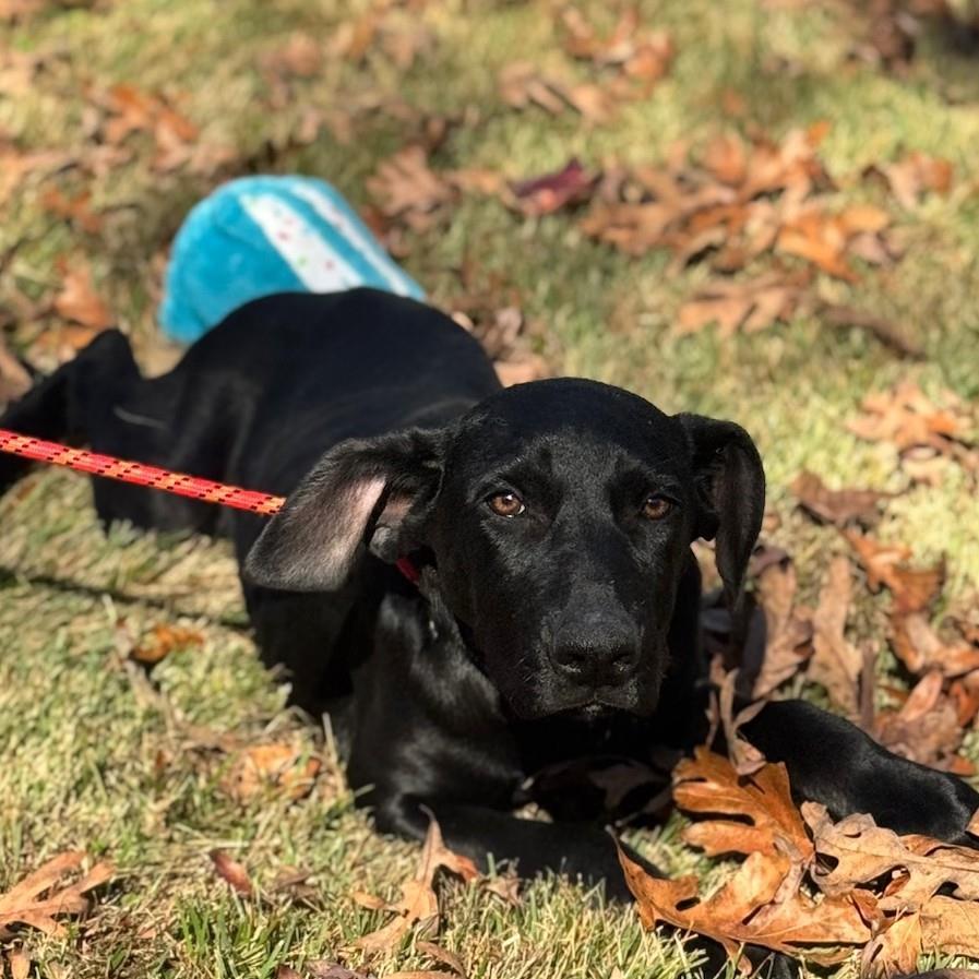 Ivy, Adoptable, Puppy Female Catahoula Leopard Dog & Labrador Retriever.