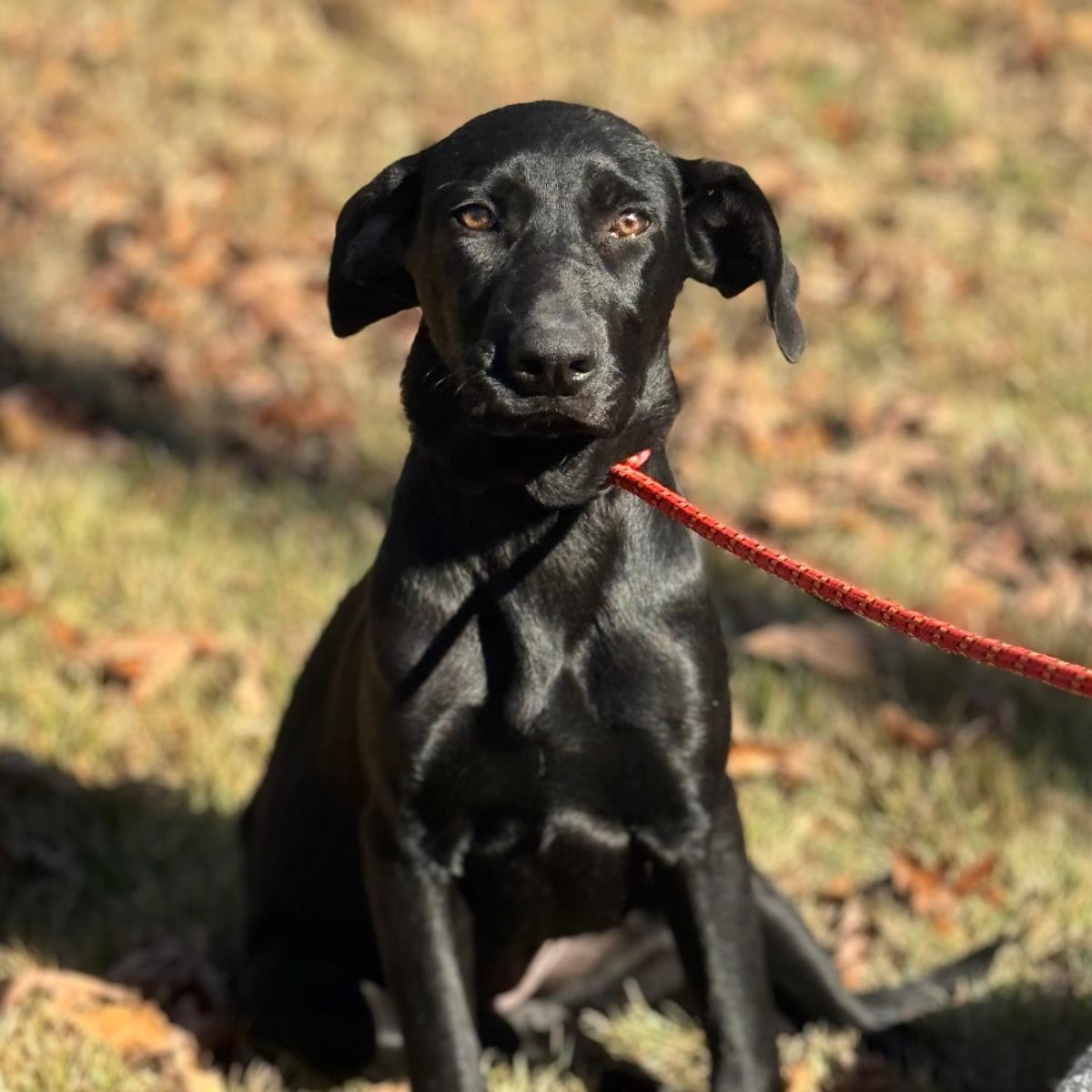 Enlarge Ivy, a Adoptable mixed breed in Locust Fork, AL image 3/3