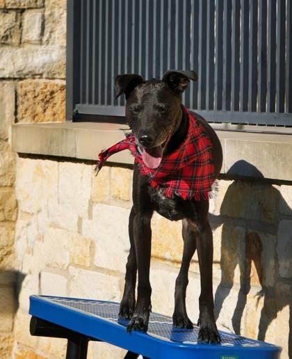 Levi, Adoptable, Puppy Male Labrador Retriever & Greyhound.