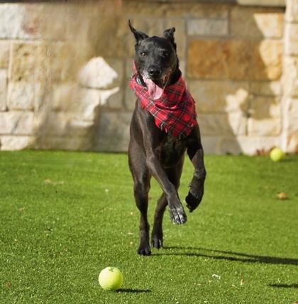 Enlarge Levi, a Adoptable mixed breed in North Richland Hills, TX image 2/3