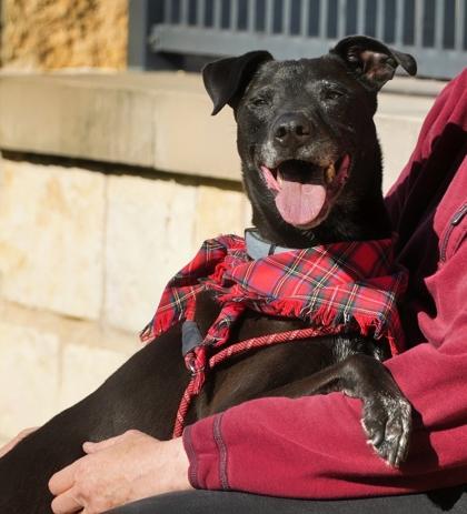 Enlarge Levi, a Adoptable mixed breed in North Richland Hills, TX image 3/3