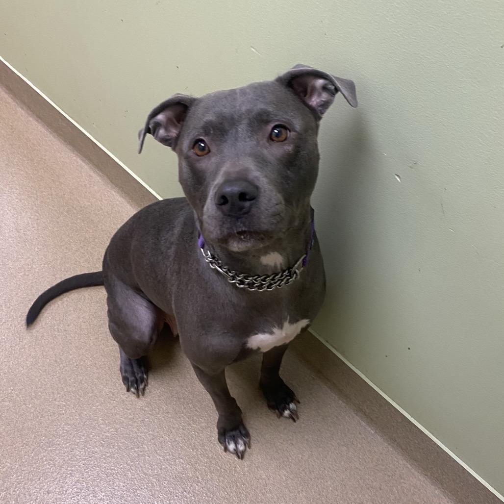 Sierra Mist, Adoptable, Adult Female Labrador Retriever & Mixed Breed.