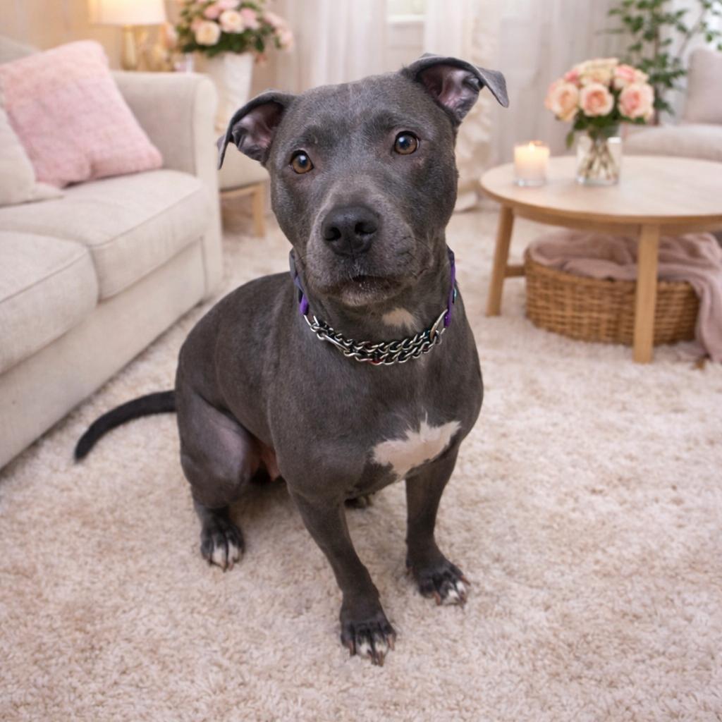 Sierra Mist, a Adoptable mixed breed in Columbus, GA image 2/4