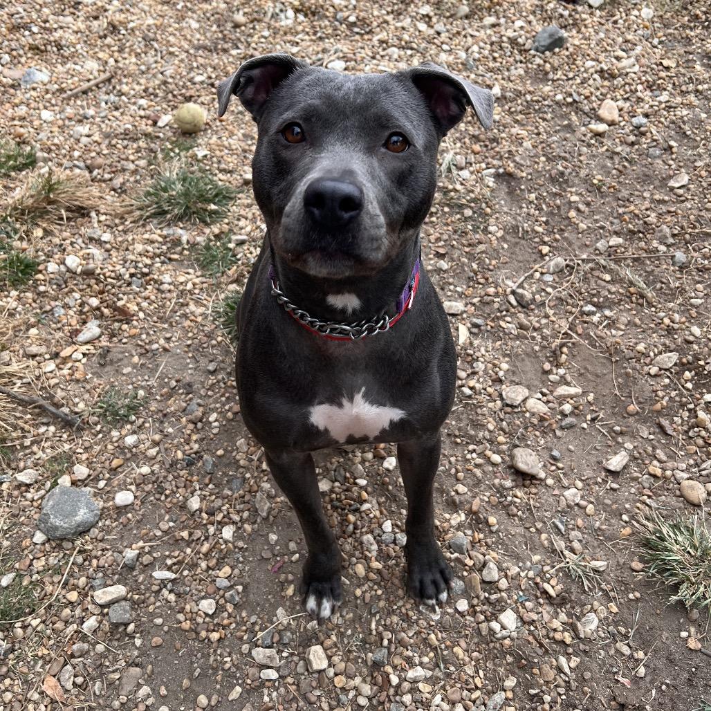 Enlarge Sierra Mist, a Adoptable mixed breed in Columbus, GA image 2/2