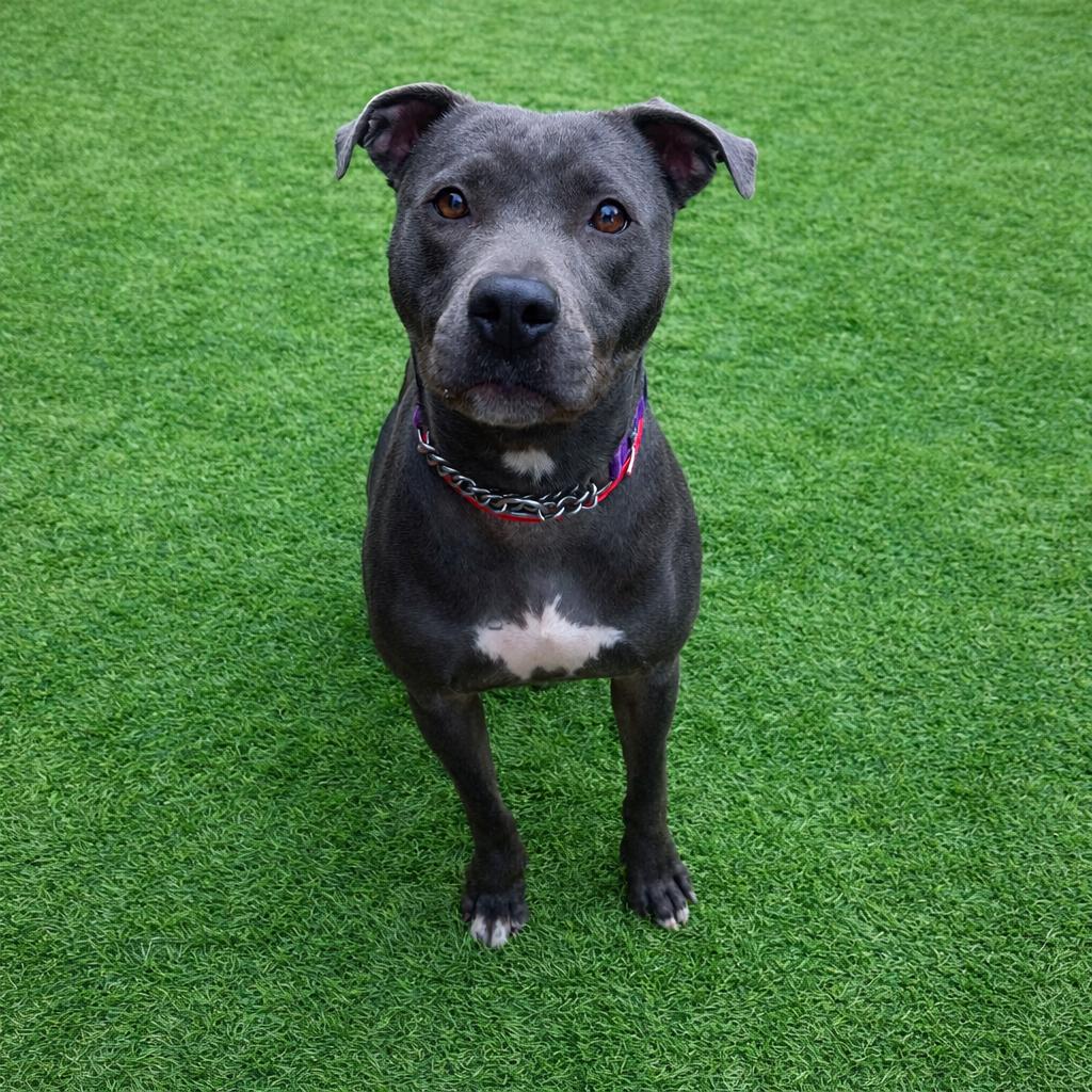 Sierra Mist, a Adoptable mixed breed in Columbus, GA image 4/4