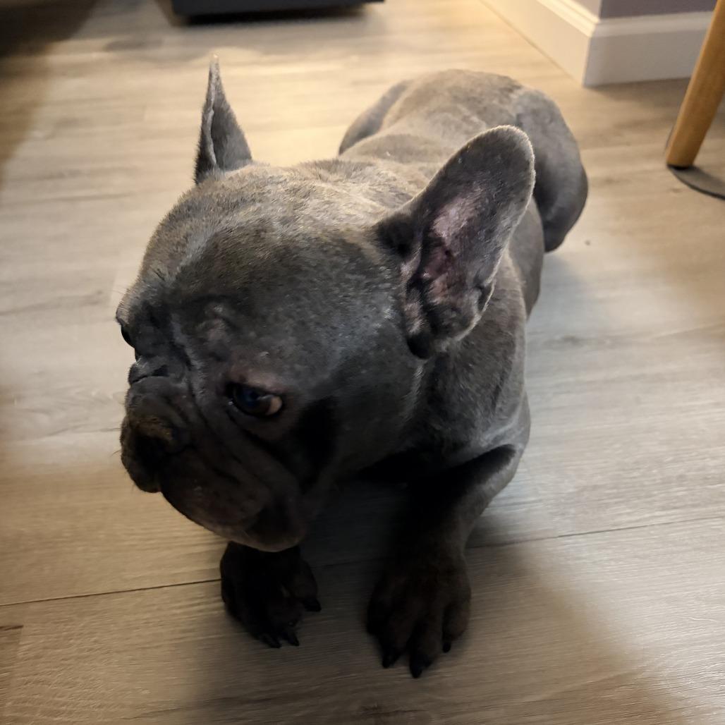 Enlarge Pierre, a Adoptable French Bulldog in Cincinnati, OH image 1/3