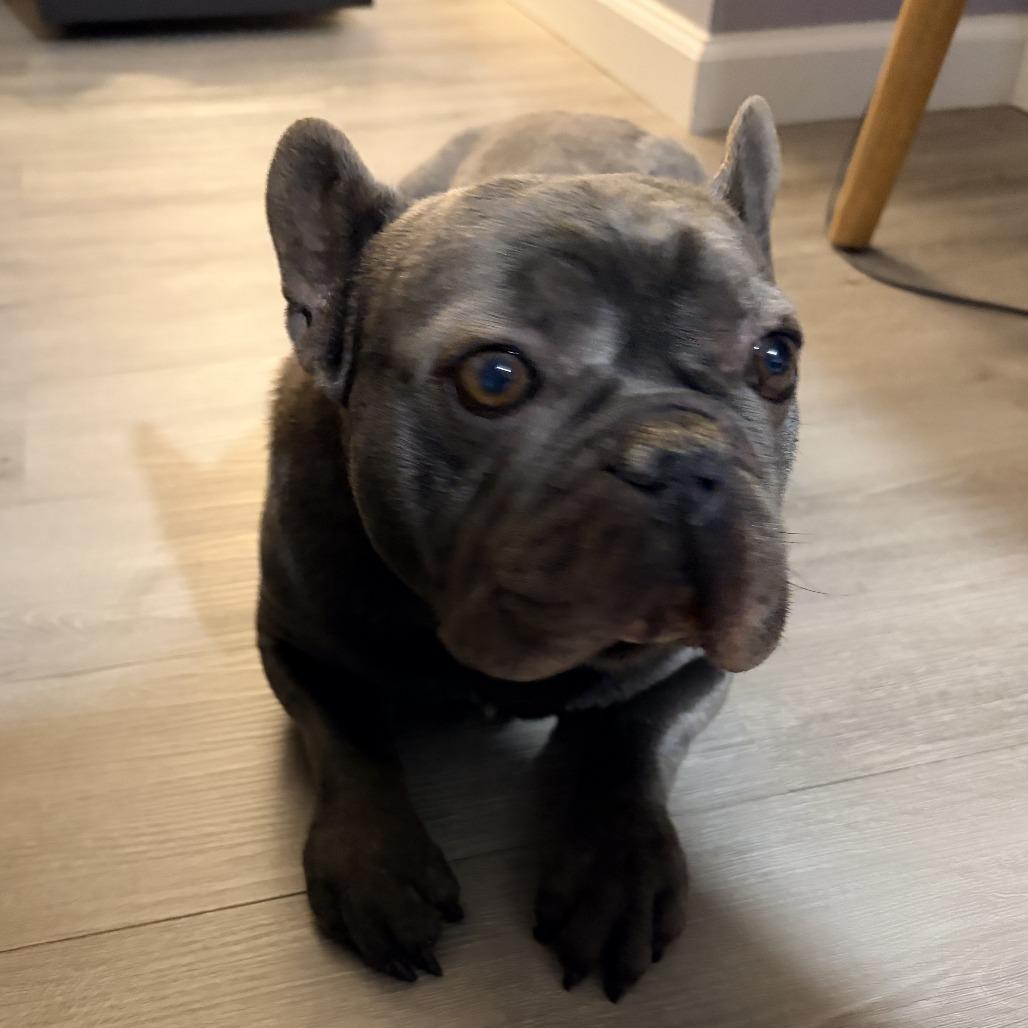 Enlarge Pierre, a Adoptable French Bulldog in Cincinnati, OH image 2/3