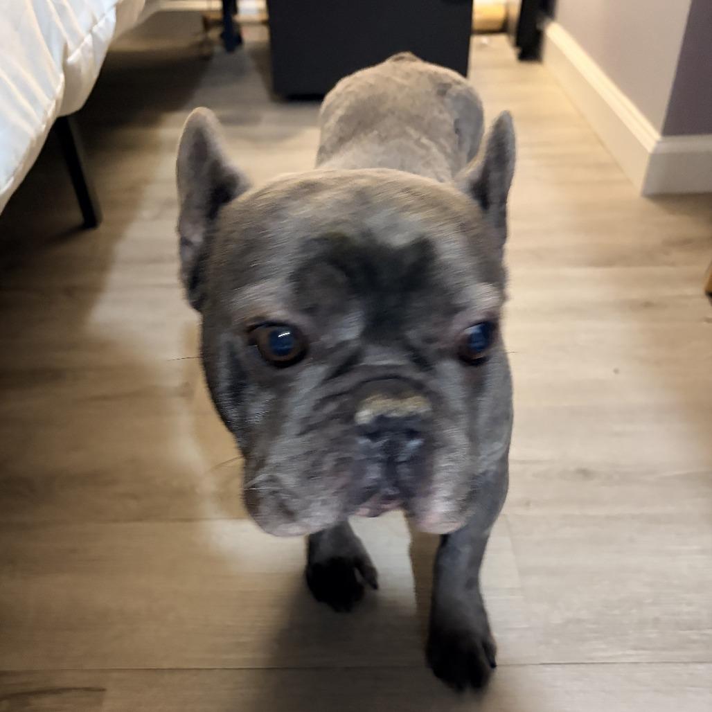 Enlarge Pierre, a Adoptable French Bulldog in Cincinnati, OH image 3/3