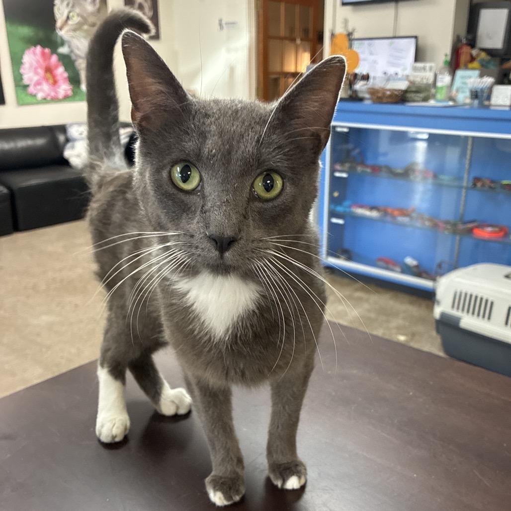 Right Twix, Adoptable, Young Male Domestic Short Hair.