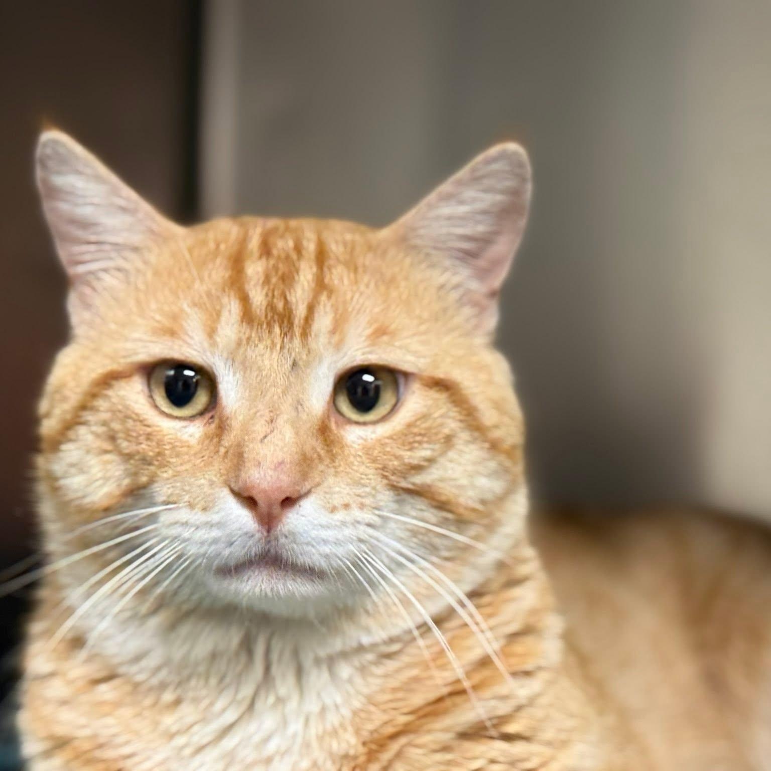 Queso, ADOPTABLE, Adult Male Domestic Short Hair.