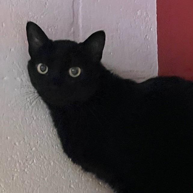 Iago, Adoptable, Adult Male Domestic Short Hair.