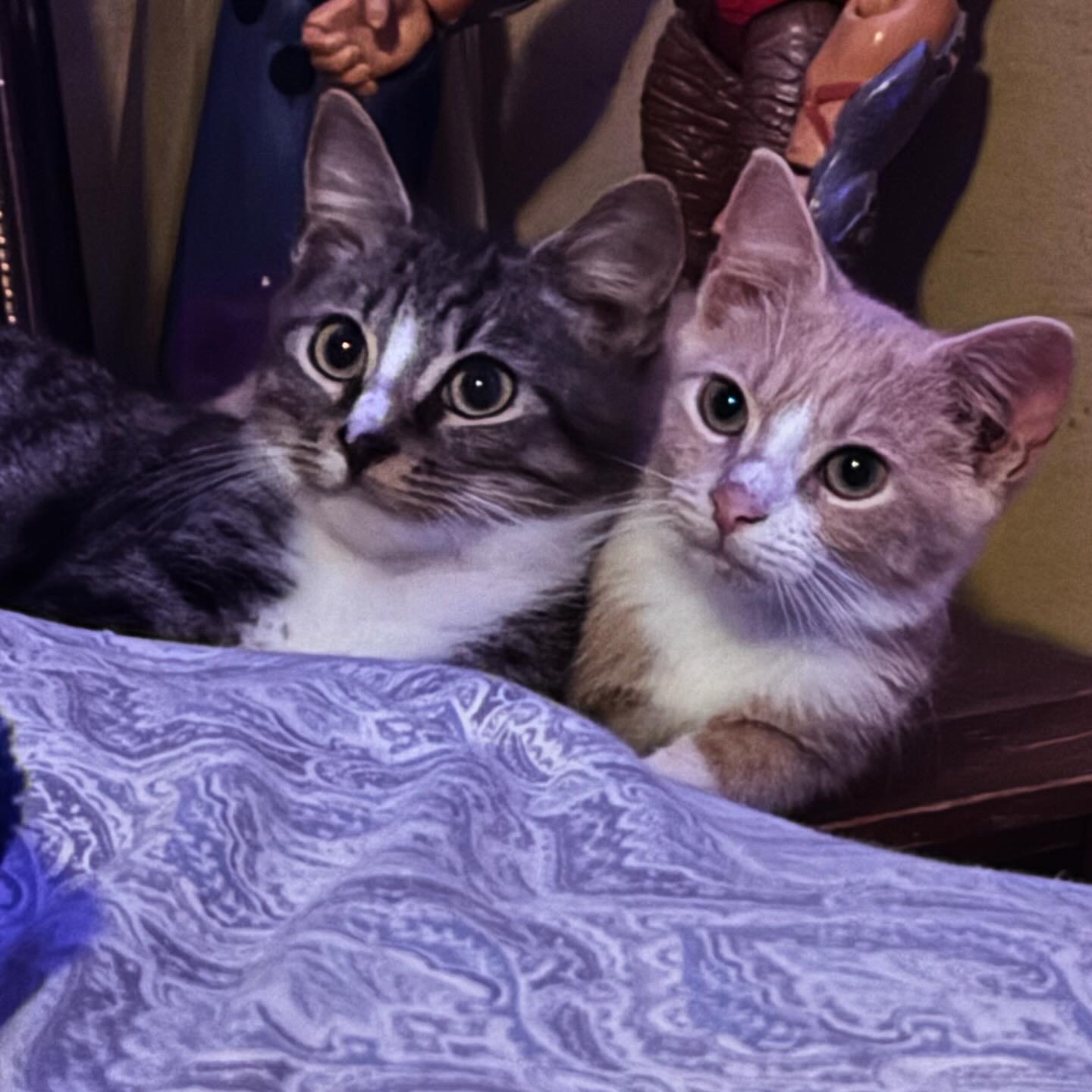 Megatron, a Adopted Domestic Short Hair in Bloomingdale, GA image 2/6