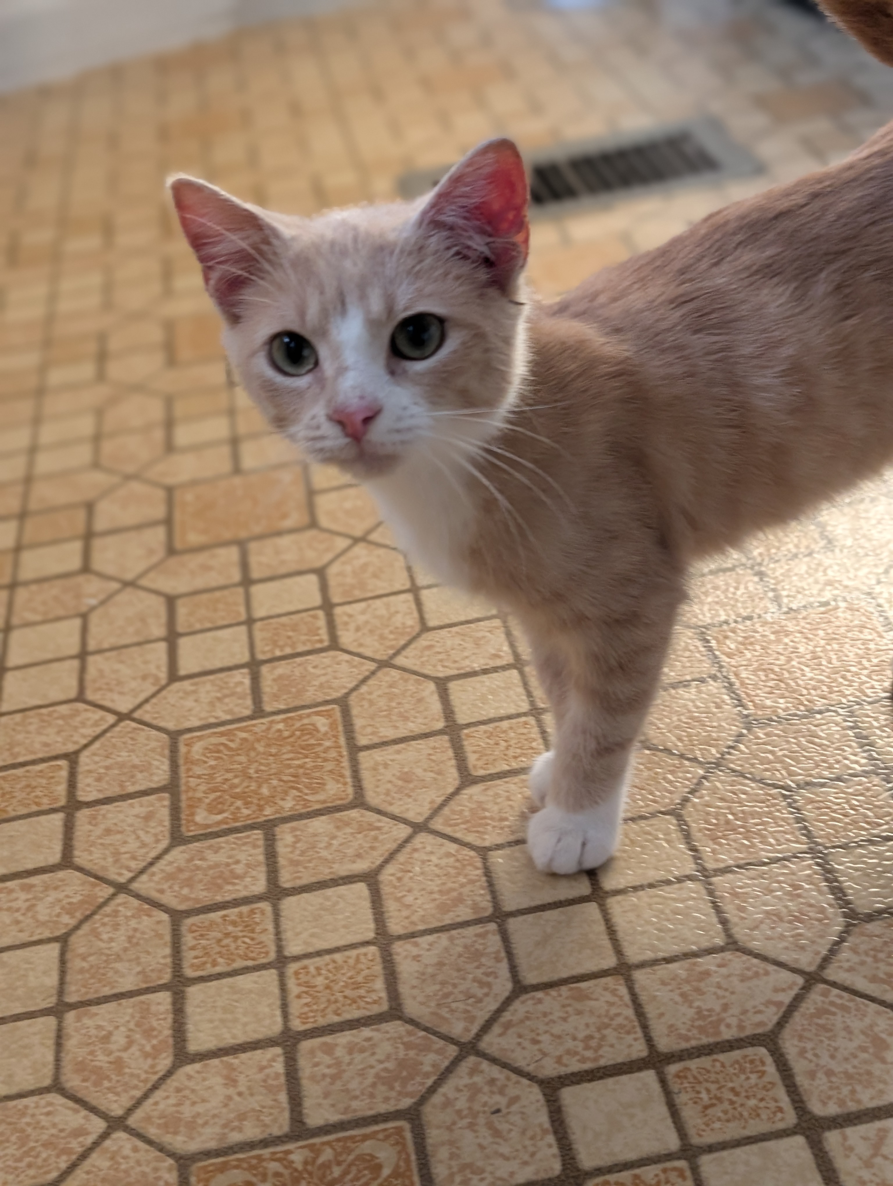 Megatron, a Adopted Domestic Short Hair in Bloomingdale, GA image 4/6