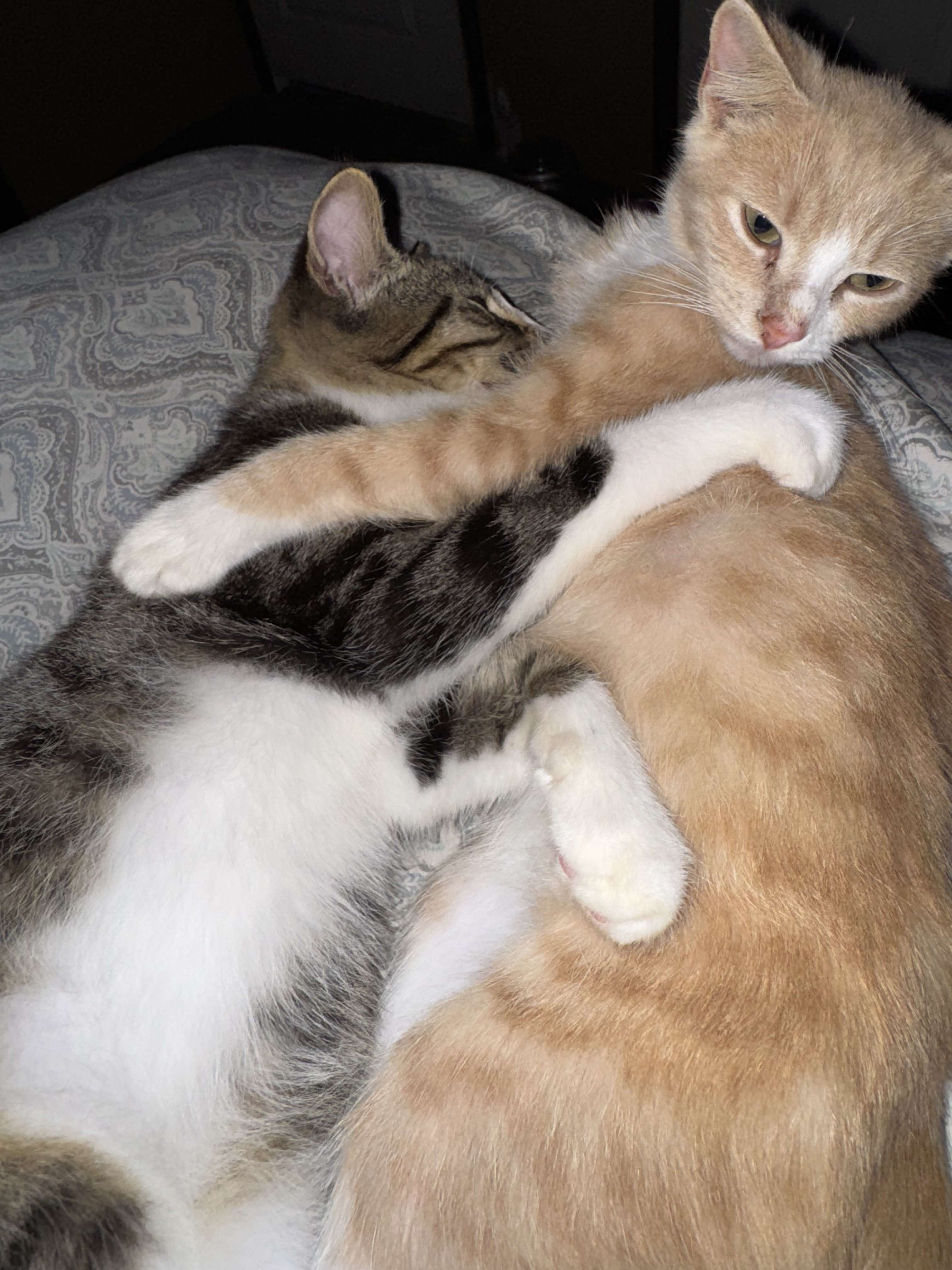 Megatron, a Adopted Domestic Short Hair in Bloomingdale, GA image 5/6