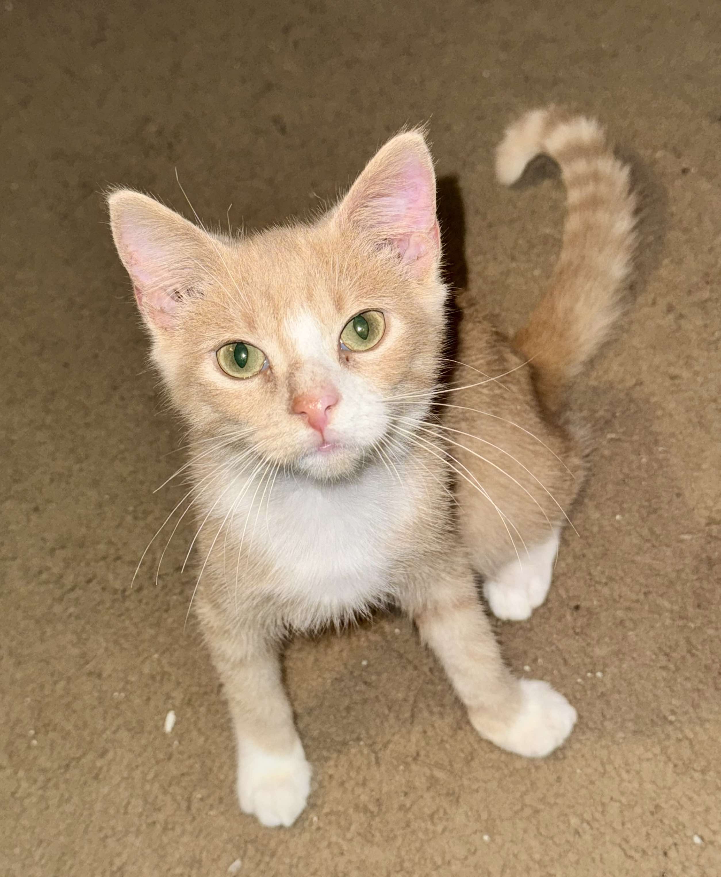 Megatron, a Adopted Domestic Short Hair in Bloomingdale, GA image 6/6