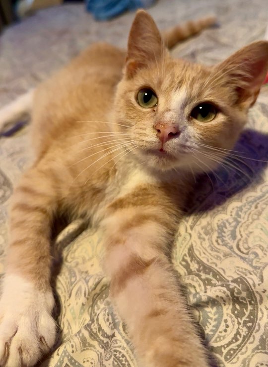 Megatron, Adopted, Kitten Male Domestic Short Hair.