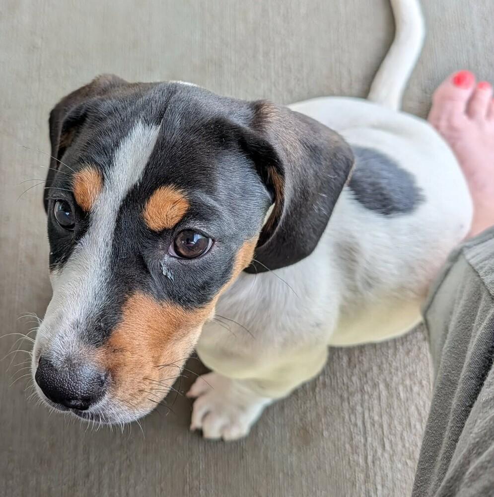 Cheddar - Fostered in Omaha, Adoptable, Puppy Male Basset Hound & Labrador Retriever.