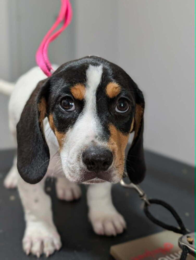Enlarge Cheddar - Fostered in Omaha, a Adoptable mixed breed in Shawnee Mission, KS image 2/5