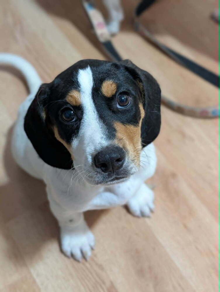 Enlarge Cheddar - Fostered in Omaha, a Adoptable mixed breed in Shawnee Mission, KS image 3/5