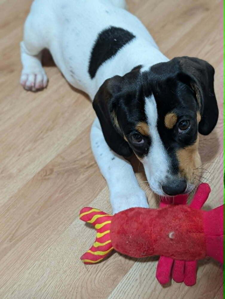Enlarge Cheddar - Fostered in Omaha, a Adoptable mixed breed in Shawnee Mission, KS image 4/5