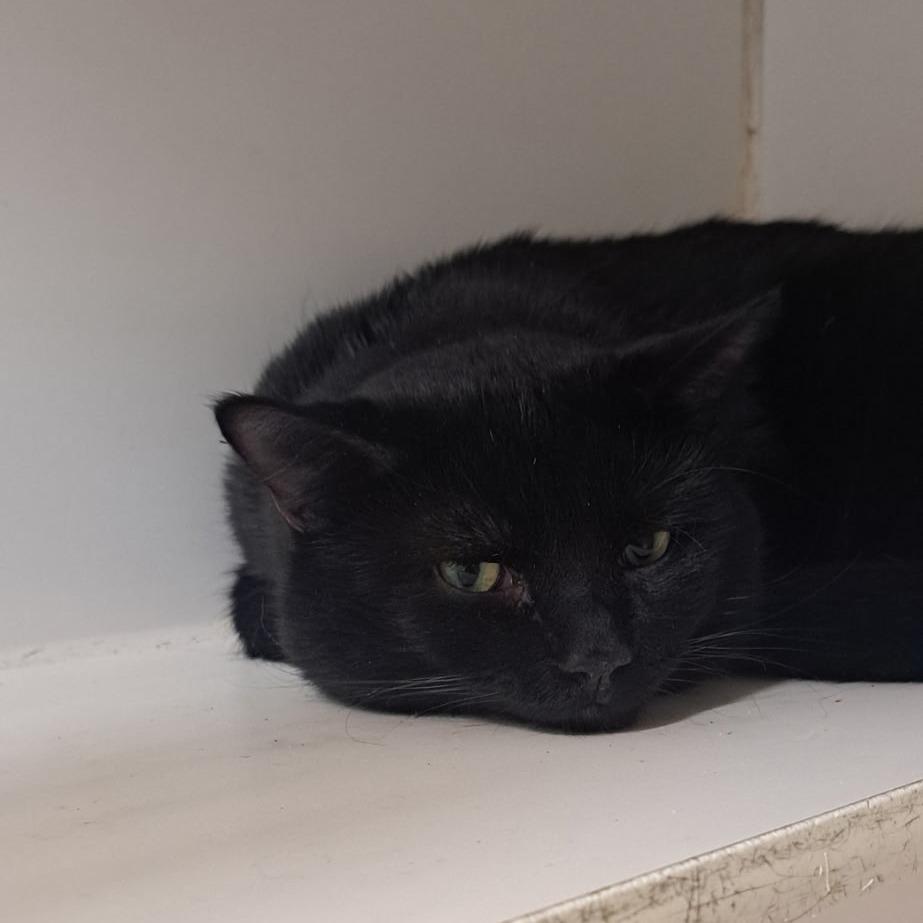 Batman, Adoptable, Young Male Domestic Short Hair.