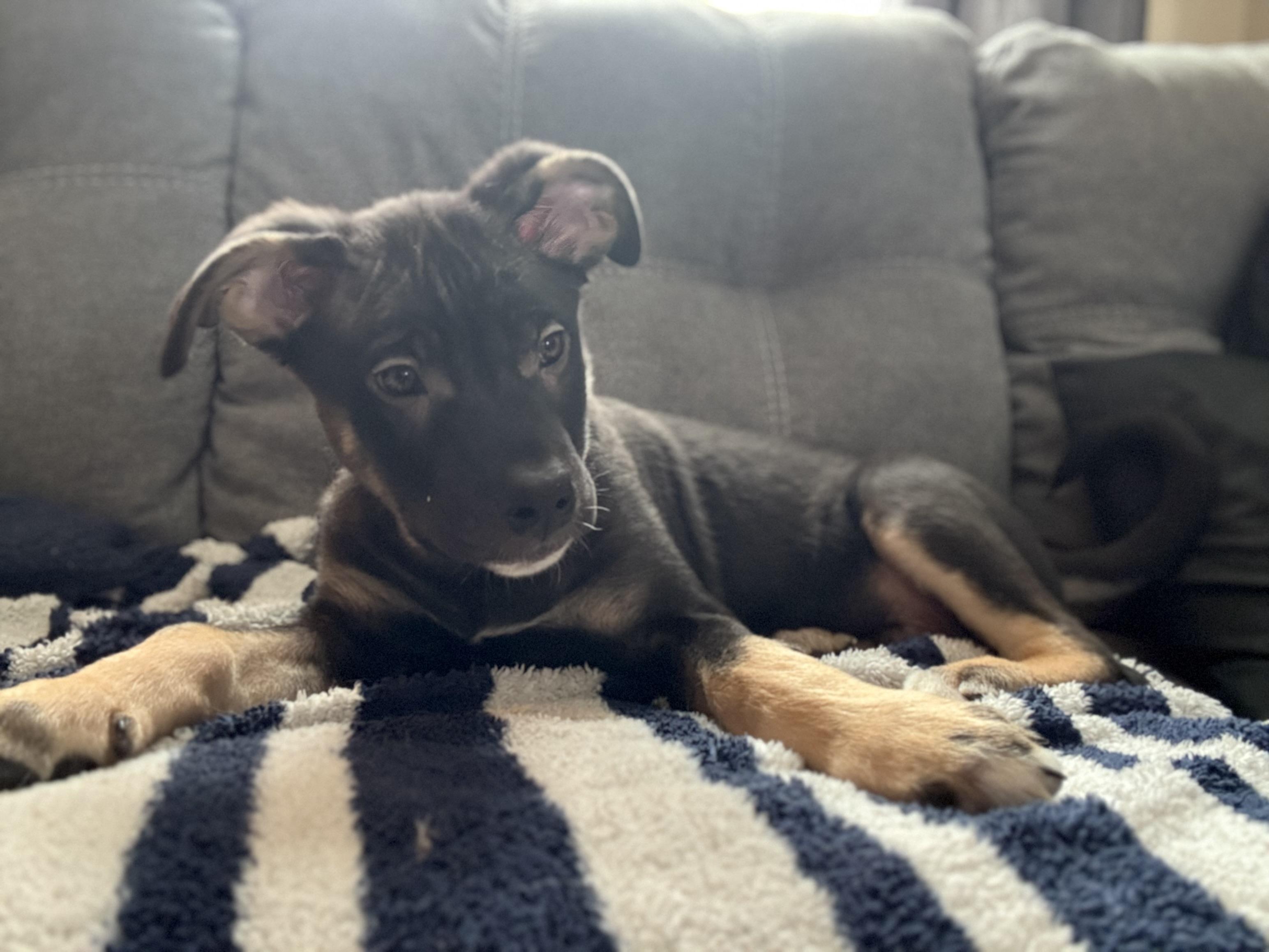 Linus, a ADOPTABLE Mixed Breed in Saskatoon, SK image 3/6