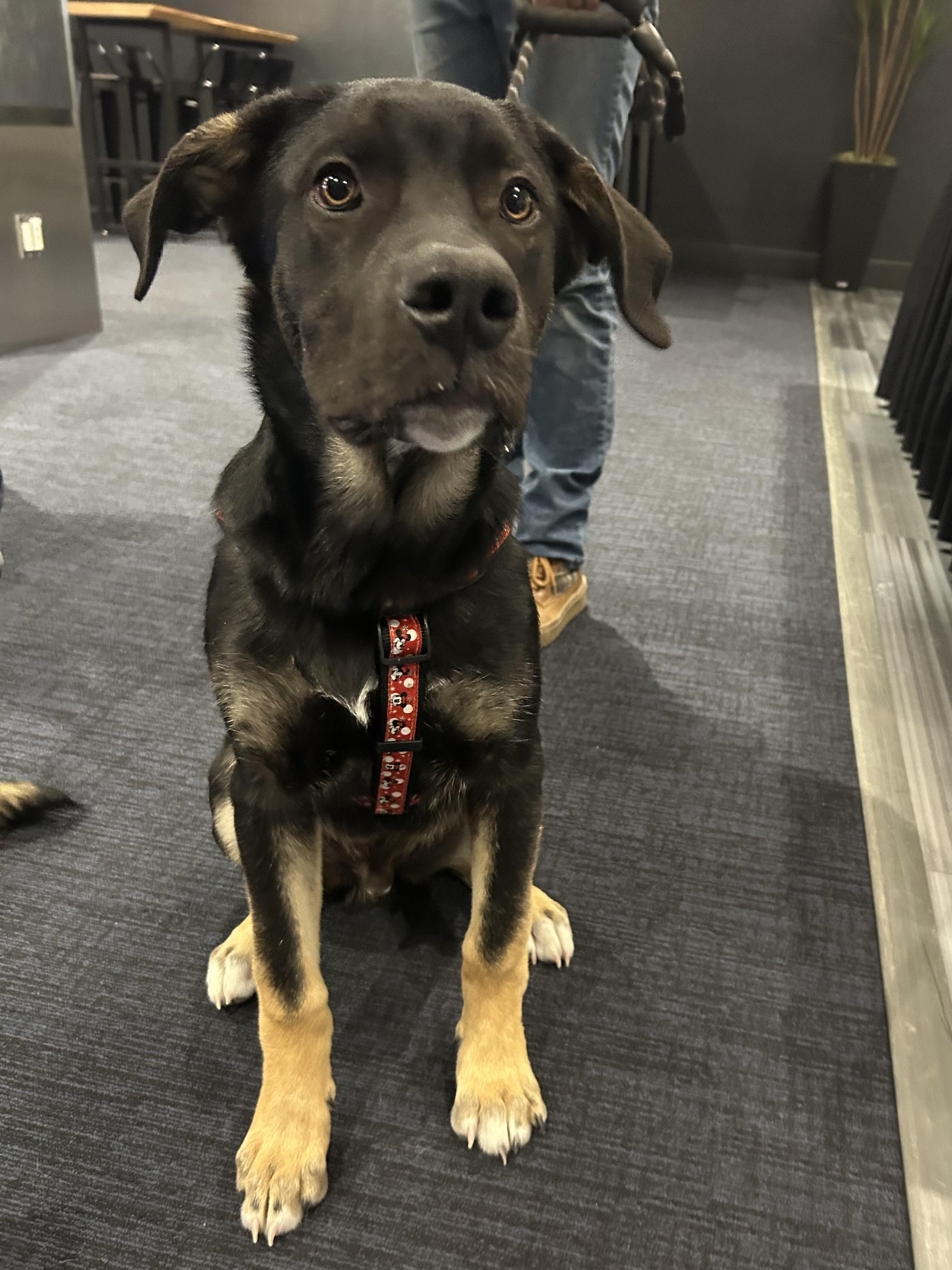 Enlarge Linus, a ADOPTABLE mixed breed in Saskatoon, SK image 2/6