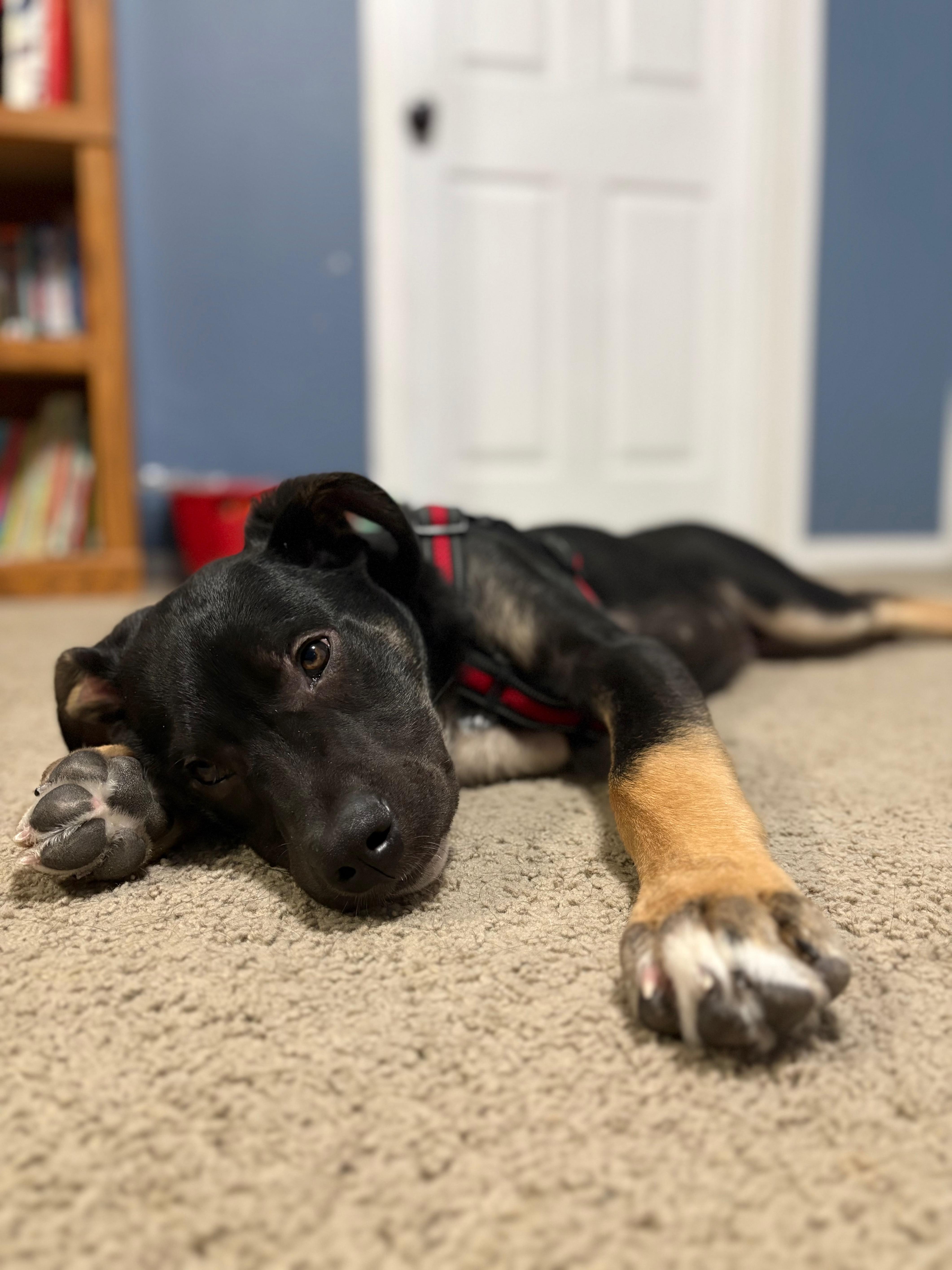 Enlarge Linus, a ADOPTABLE mixed breed in Saskatoon, SK image 3/5