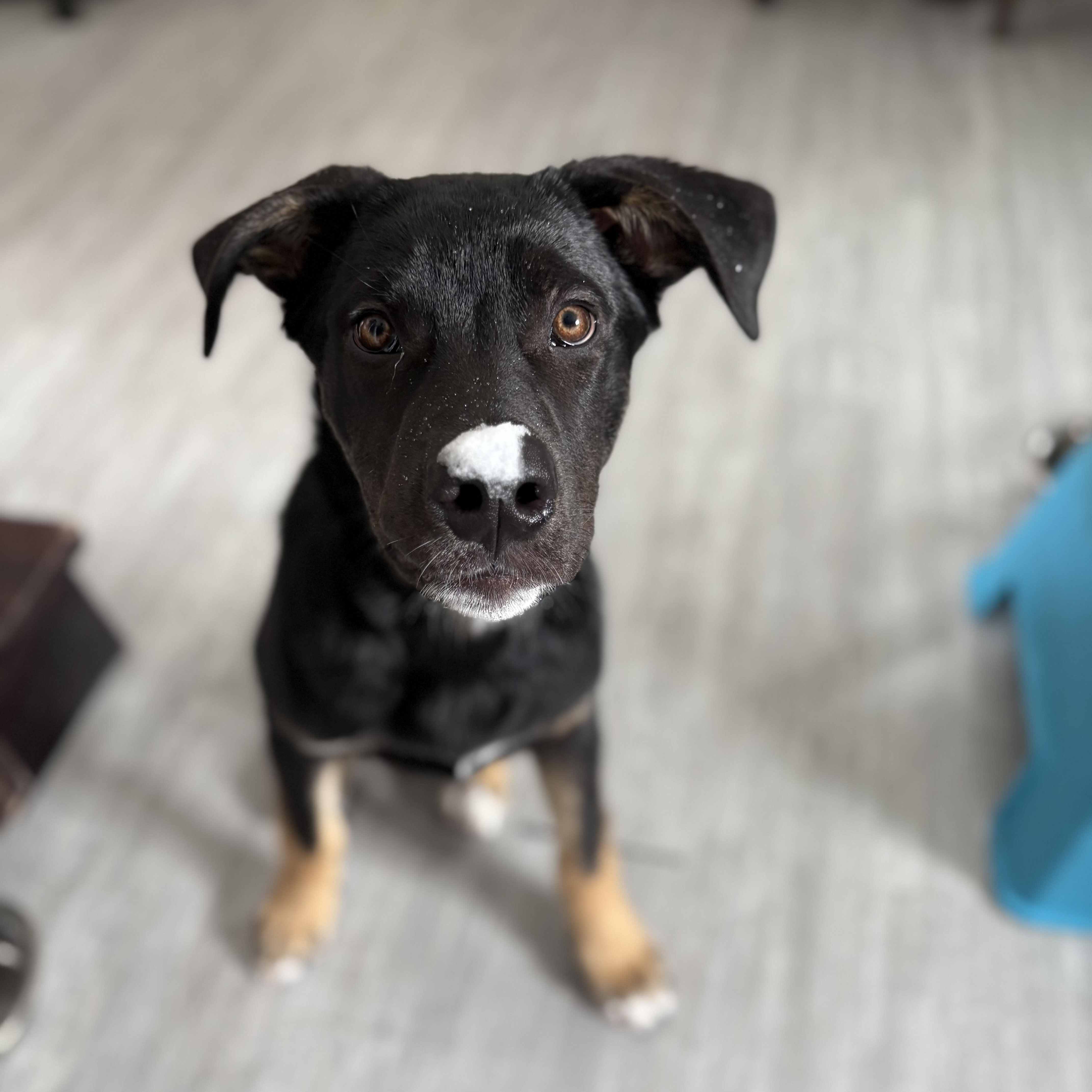 Linus, ADOPTABLE, Young Male Mixed Breed.