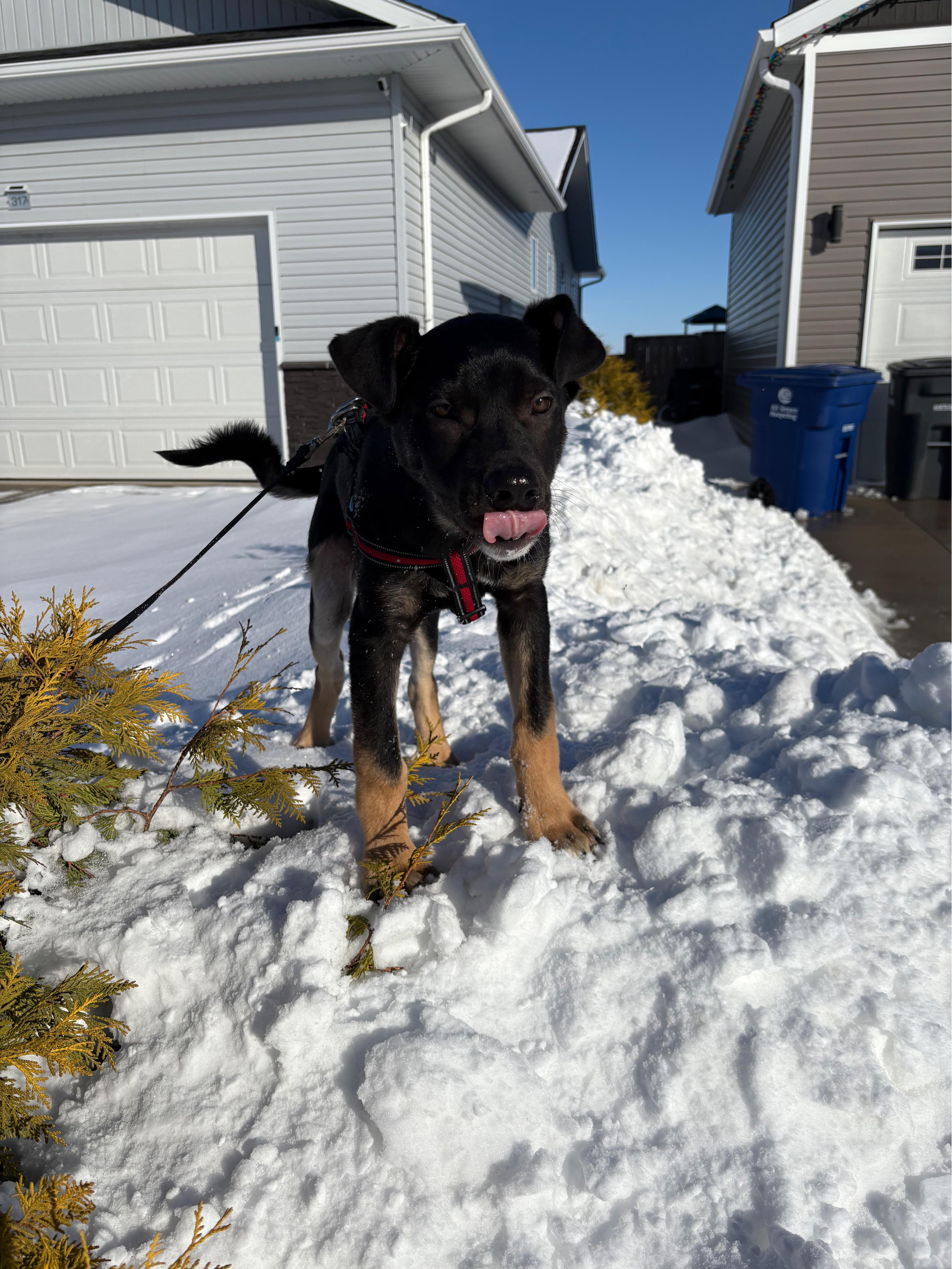 Enlarge Linus, a ADOPTABLE mixed breed in Saskatoon, SK image 4/5