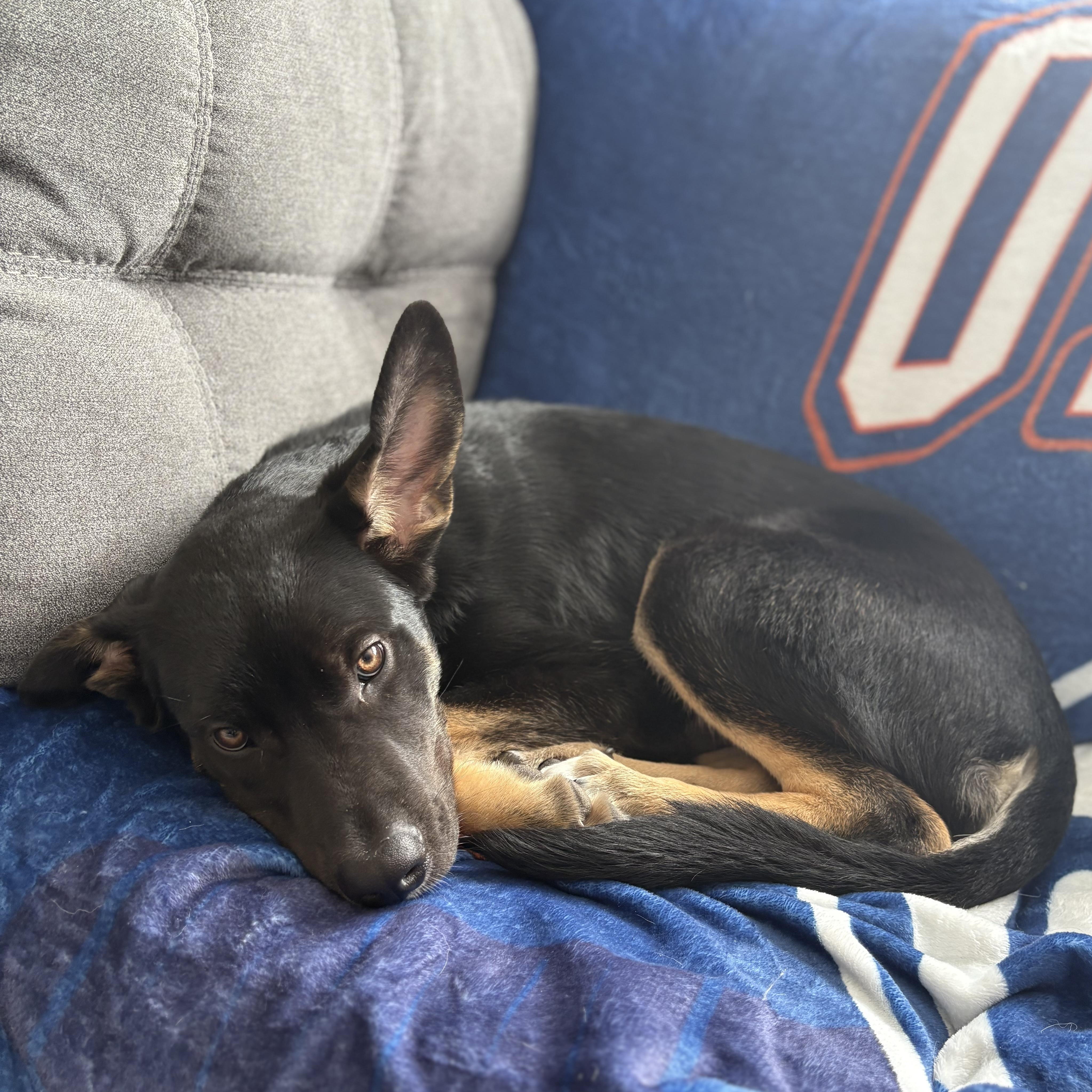 Linus, ADOPTABLE, Young Male Mixed Breed.
