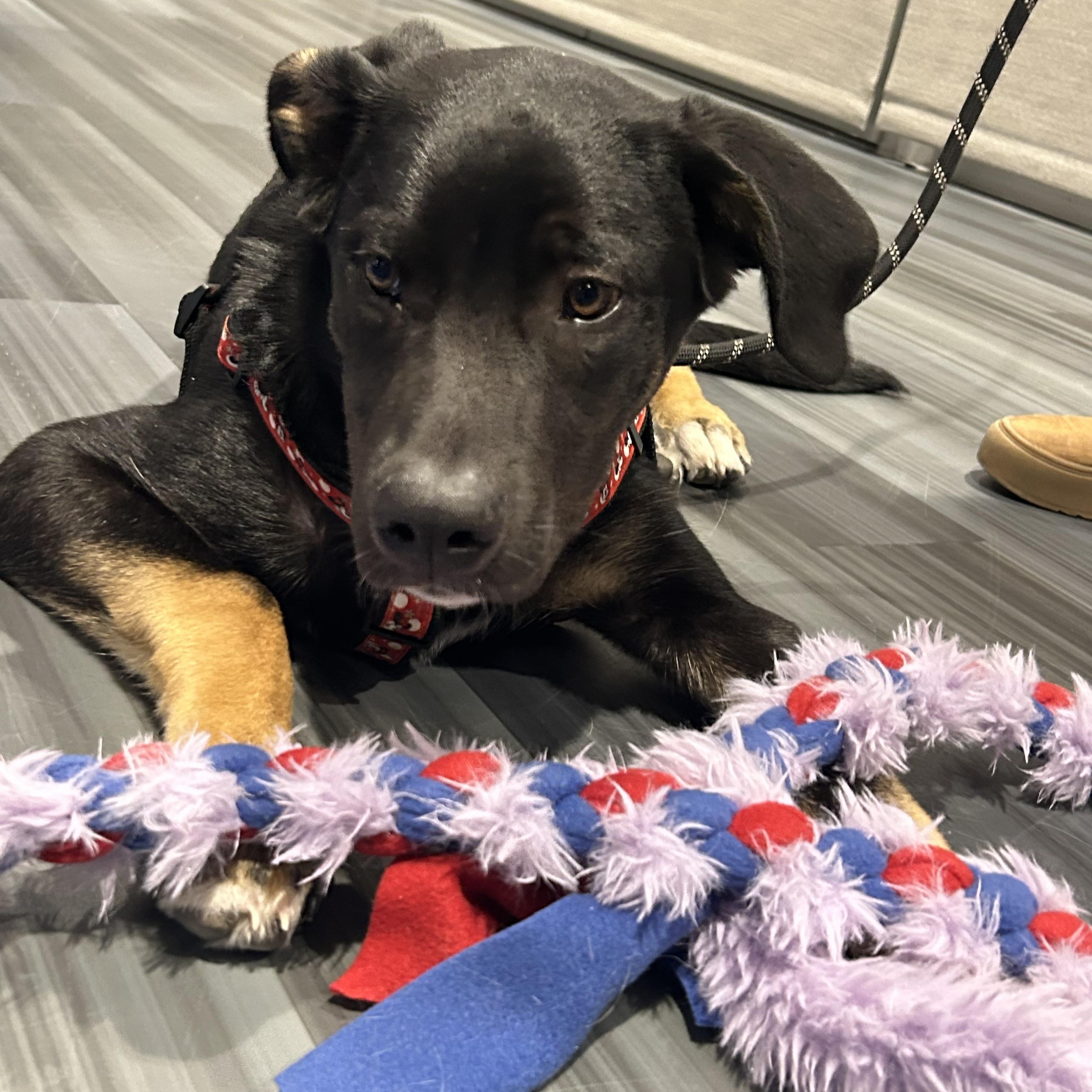 Enlarge Linus, a ADOPTABLE mixed breed in Saskatoon, SK image 5/6