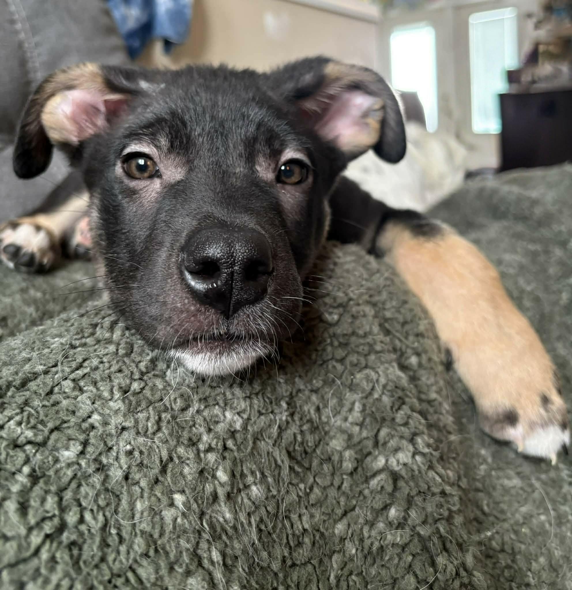 Linus, a ADOPTABLE Mixed Breed in Saskatoon, SK image 2/6