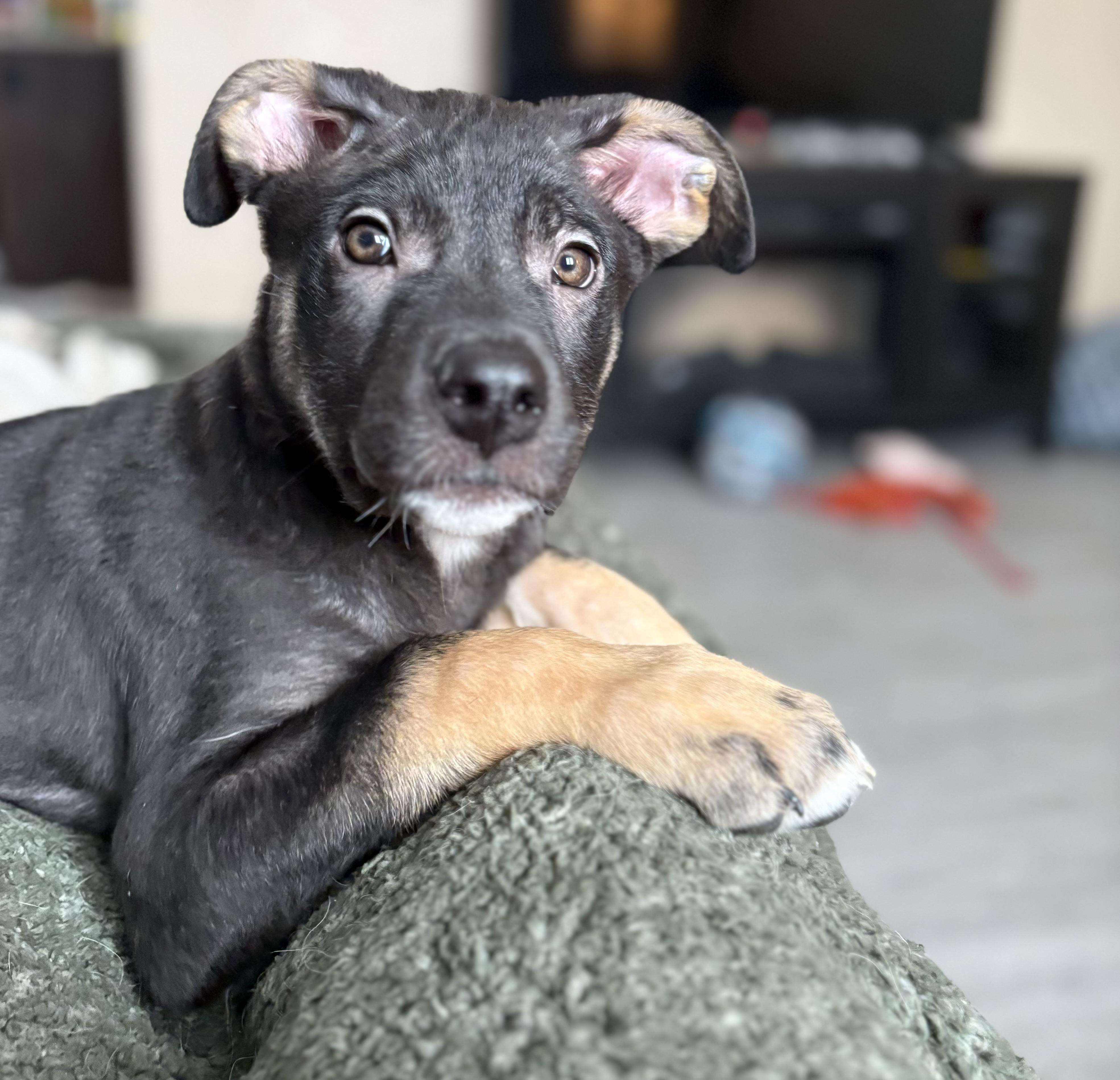 Linus, ADOPTABLE, Puppy Male Mixed Breed.